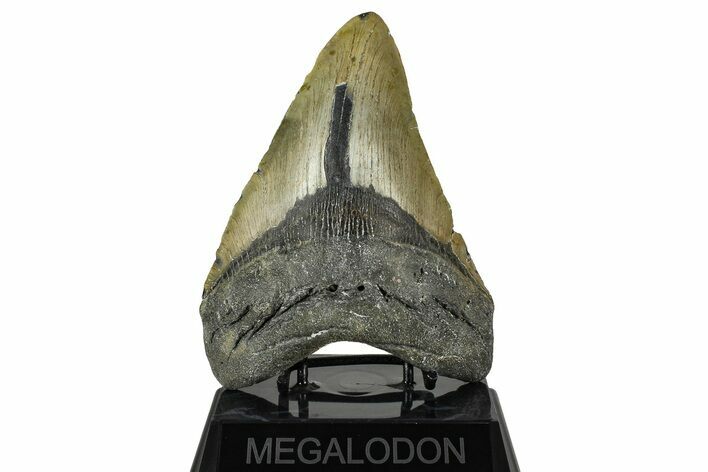 Huge, Fossil Megalodon Tooth - North Carolina #382597